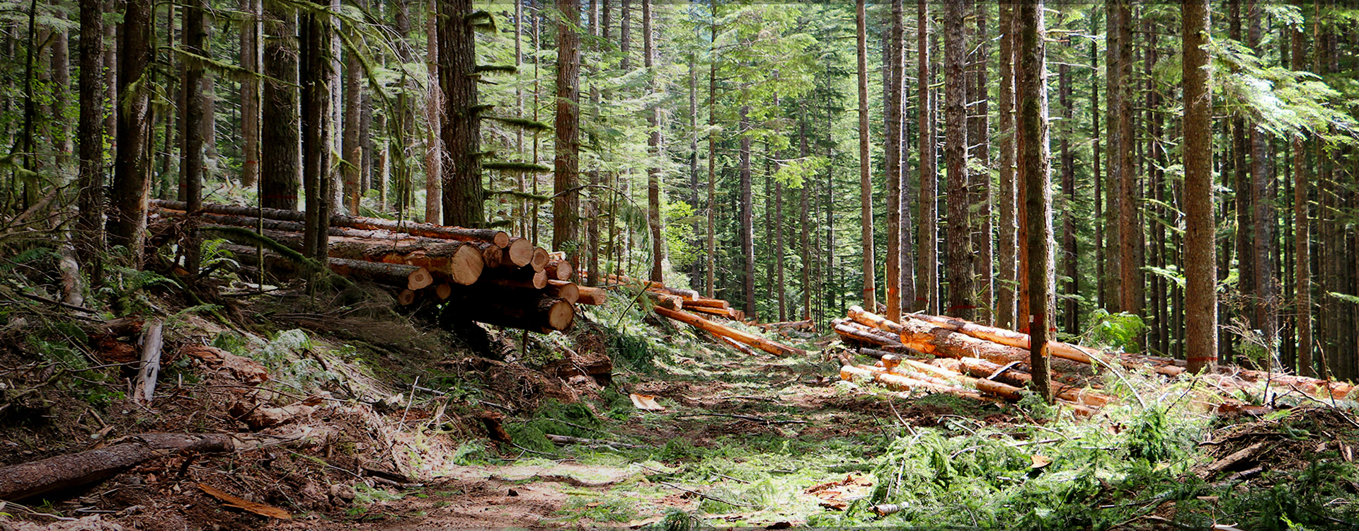 Professional forestry machines 